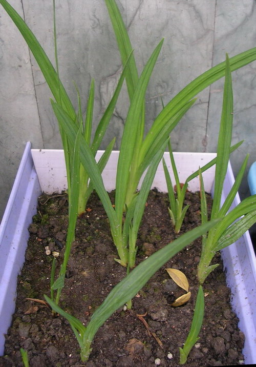 ��ʼ������