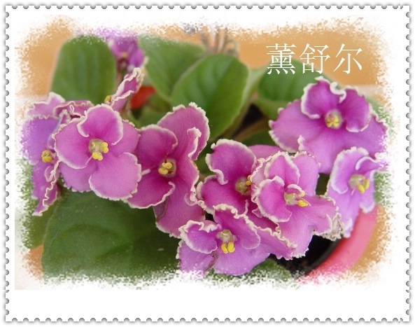 [��ͼ]sher����