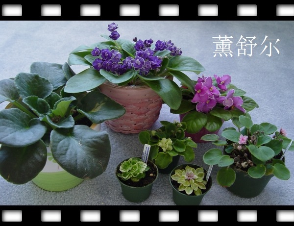 [��ͼ]sher����