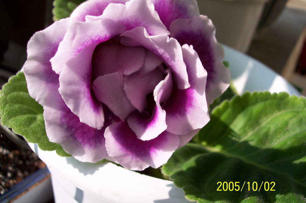 ����ͩ��С��ͩ��˫��Ƥ��