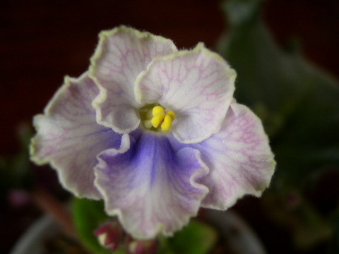 ��Ҳ�յ���������Ҷ��