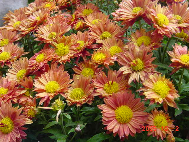 ð������ĸ��£����֡�������--�����ﲥ�滨԰�Ӽ�