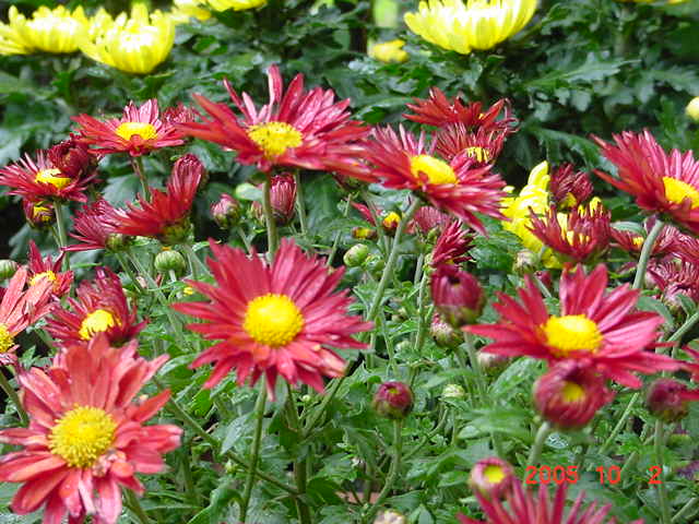 ð������ĸ��£����֡�������--�����ﲥ�滨԰�Ӽ�