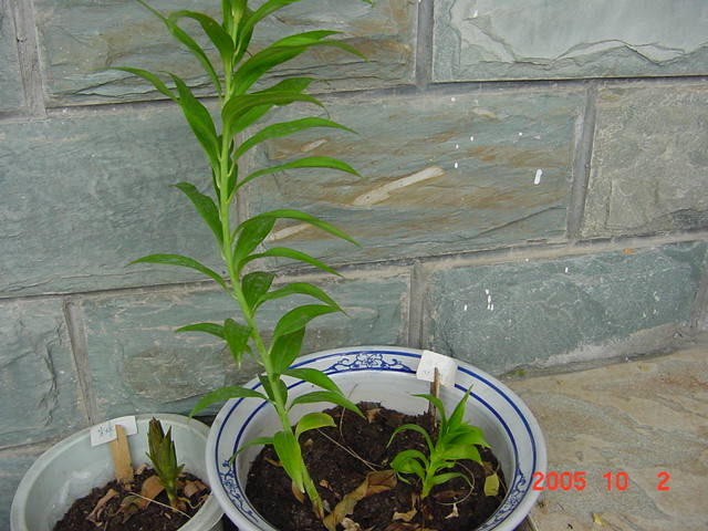 ð������ĸ��£����֡�������--�����ﲥ�滨԰�Ӽ�