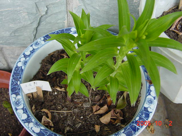 ð������ĸ��£����֡�������--�����ﲥ�滨԰�Ӽ�