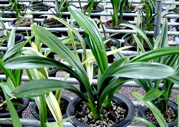 ���ꡪ�а���