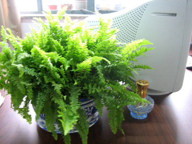 �����һЩֲ��