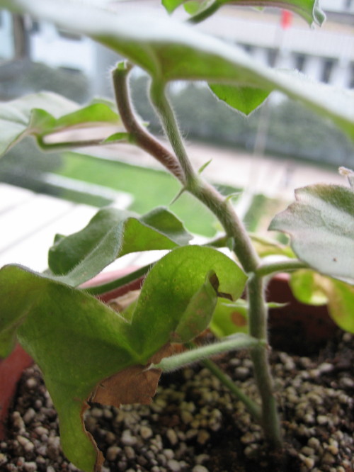 �����һЩֲ��