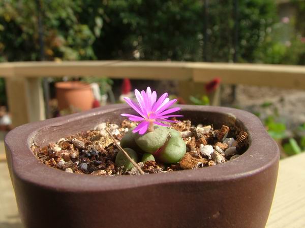 żҲ������С���⡣