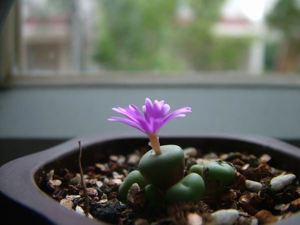 żҲ������С���⡣