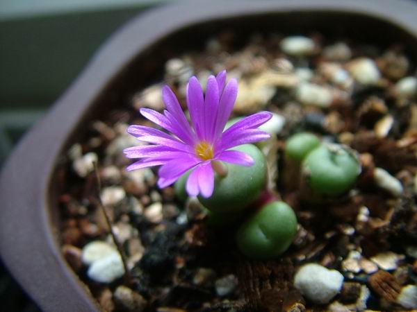 żҲ������С���⡣