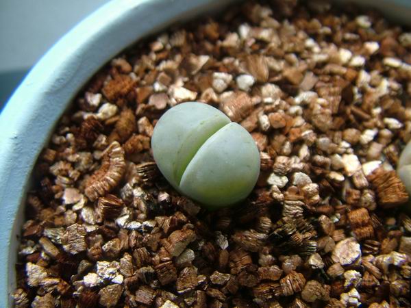 żҲ������С���⡣