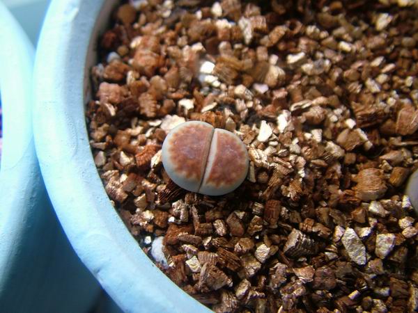 żҲ������С���⡣