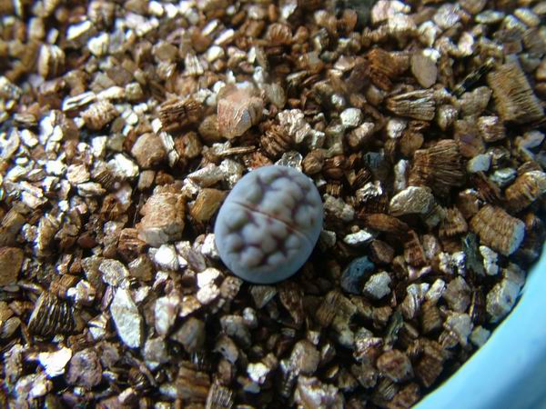 żҲ������С���⡣