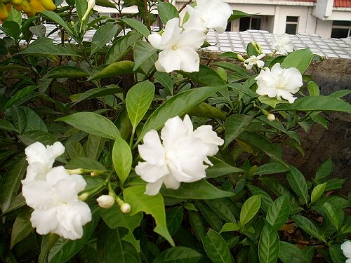 ��ʵ�ۼ���ľ����