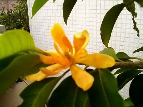 ��ʵ�ۼ���ľ����