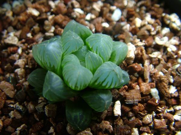 żҲ������С���⡣