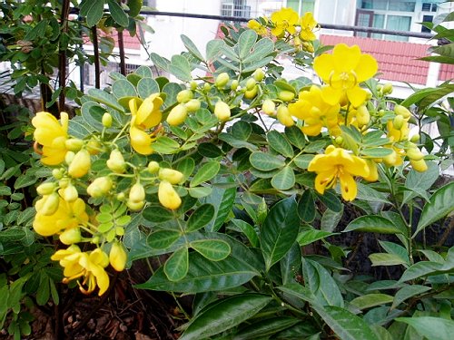 ��ʵ�ۼ���ľ����