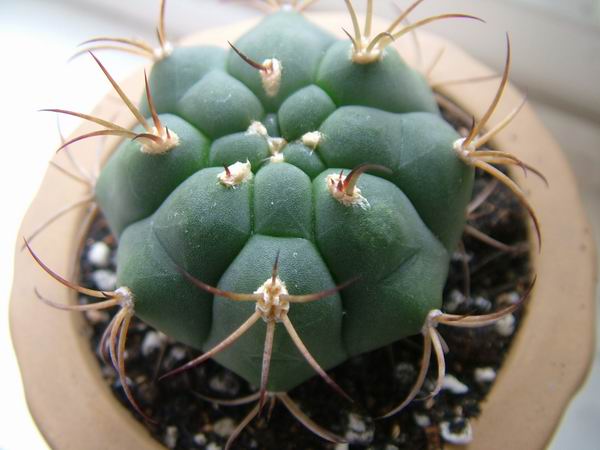 żҲ������С���⡣