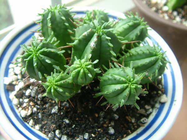 żҲ������С���⡣