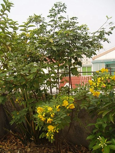 ��ʵ�ۼ���ľ����