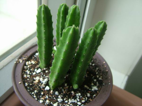 żҲ������С���⡣