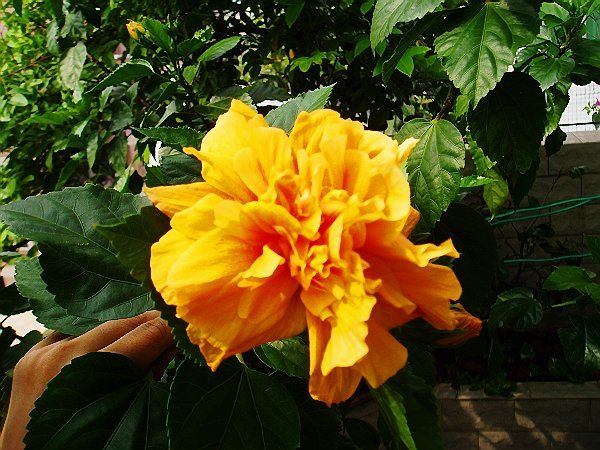 ��ʵ�ۼ���ľ����