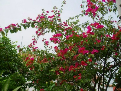 ��ʵ�ۼ���ľ����