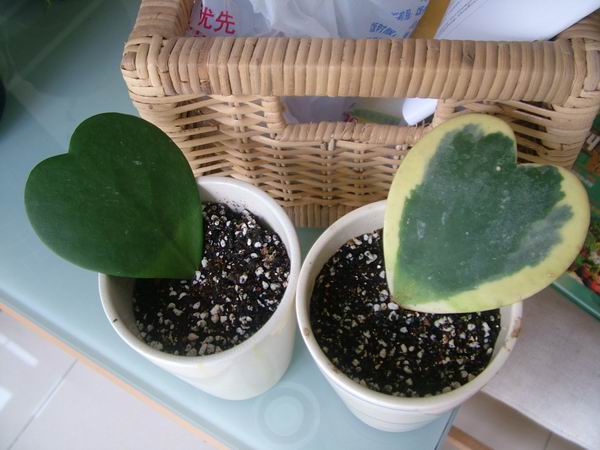 �������ˣ���liren����������С���䣩