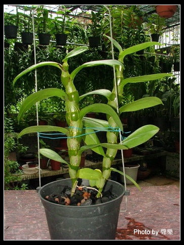 �칬ʯ����������ʢ�ĕr��