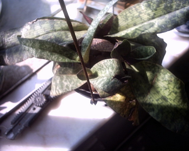 ����Ķ���