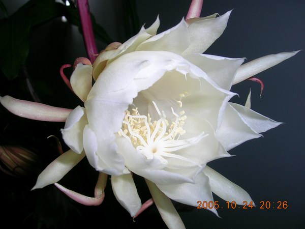 ɱ�ּҵġ�ׯ�ڵء�����ջ�(꼻���Ҫ�����ˣ�����ͼƬ10-22)