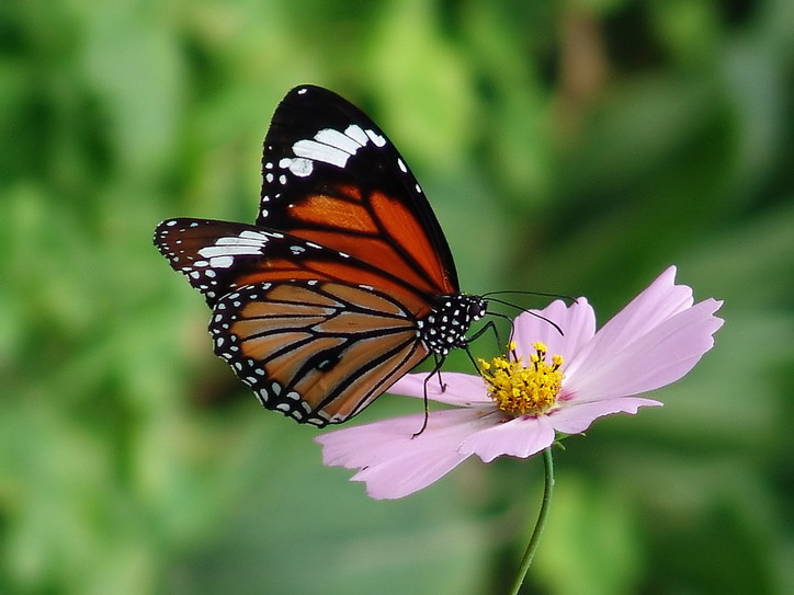 ����ֻ����