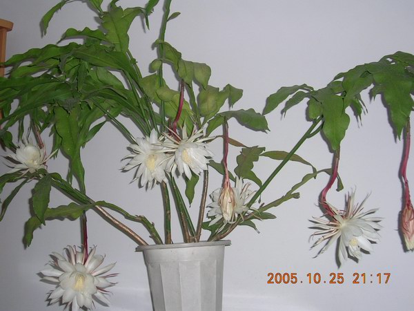 ɱ�ּҵġ�ׯ�ڵء�����ջ�(꼻�����2�䣬����ͼƬ10-25)