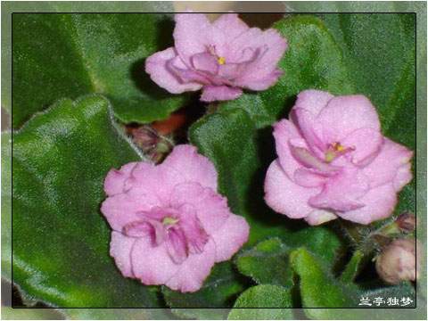 ��û�к���~~�ò��������԰�һ��~