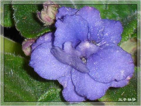 ��û�к���~~�ò��������԰�һ��~