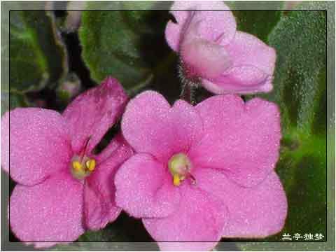 ��û�к���~~�ò��������԰�һ��~