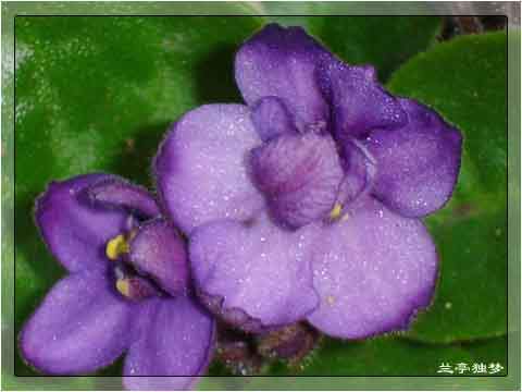 ��û�к���~~�ò��������԰�һ��~