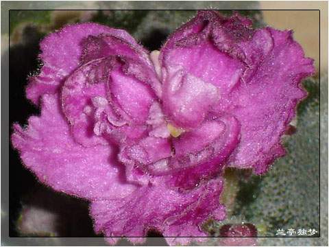 ��û�к���~~�ò��������԰�һ��~