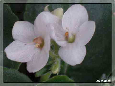 ��û�к���~~�ò��������԰�һ��~