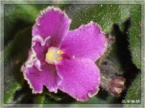 ��û�к���~~�ò��������԰�һ��~