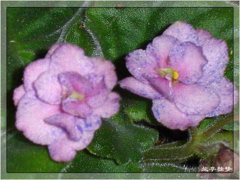 ��û�к���~~�ò��������԰�һ��~