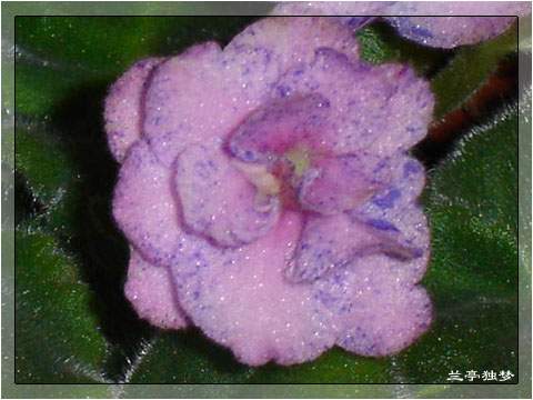 ��û�к���~~�ò��������԰�һ��~