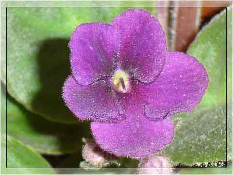 ��û�к���~~�ò��������԰�һ��~