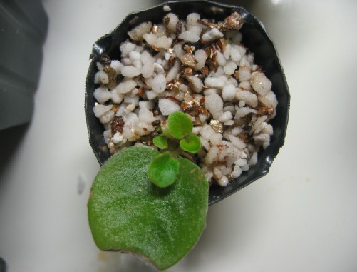 [����]����ҶƬ�ɳ���¼����ɽ��