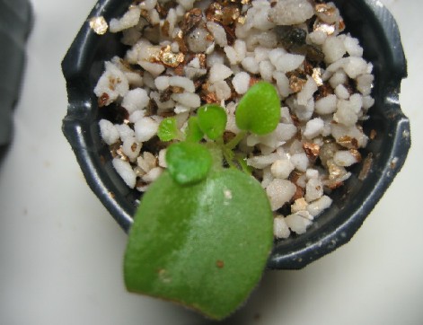 [����]����ҶƬ�ɳ���¼����ɽ��