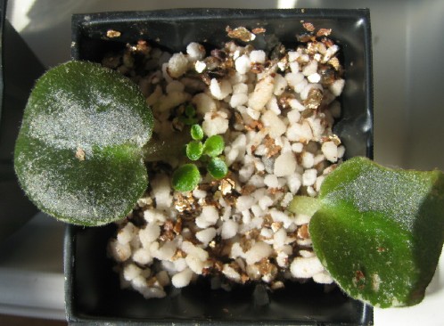 [����]����ҶƬ�ɳ���¼����ɽ��