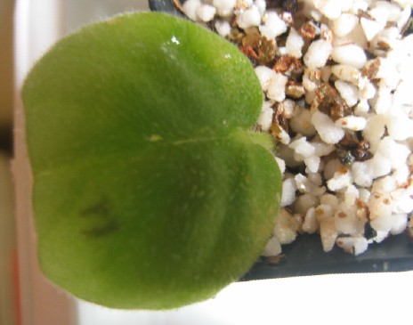 [����]����ҶƬ�ɳ���¼����ɽ��