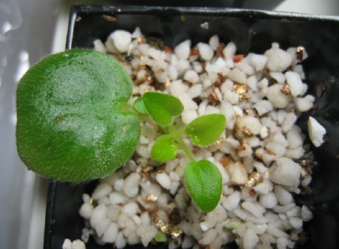 [����]����ҶƬ�ɳ���¼����ɽ��