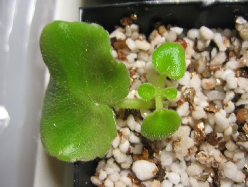 [����]����ҶƬ�ɳ���¼����ɽ��